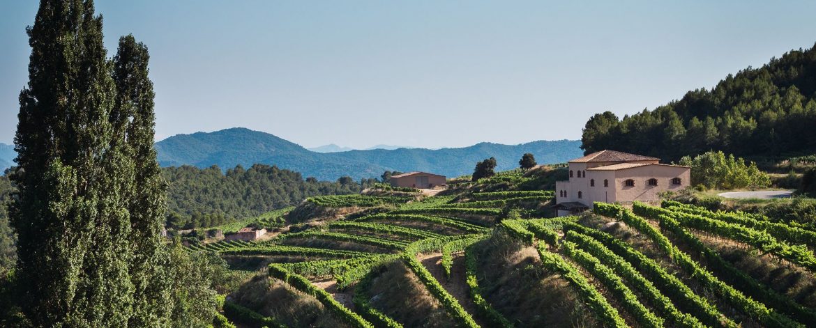 summer-vineyard-sunset summer-vineyard-sunset